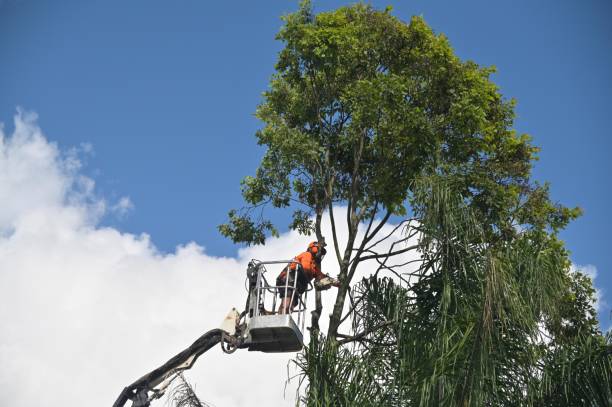 How Our Tree Care Process Works  in  Fleming Island, FL