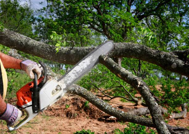 Fleming Island, FL Tree Services Company